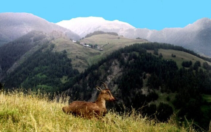 gruziya007